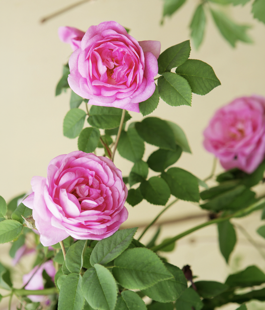 Organik Yaş Gül 1 Kg